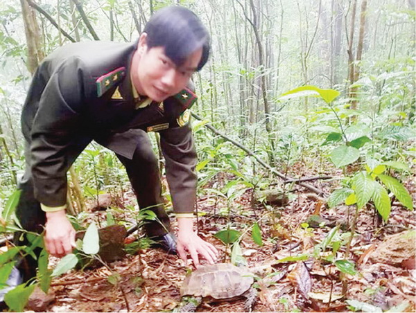 Vườn quốc gia Bạch Mã giải cứu động vật hoang dã trong dịp Tết