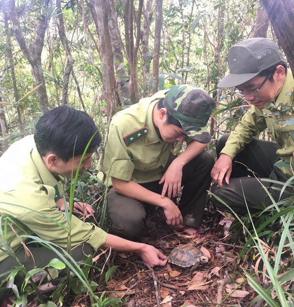 Vườn quốc gia Bạch Mã phối hợp với Vườn quốc gia Cúc Phương thả động vật hoang dã về rừng 